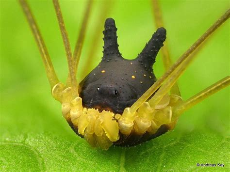 bunny harvestman|Bunny harvestman: Spider, dog, rabbit, and Totoro。